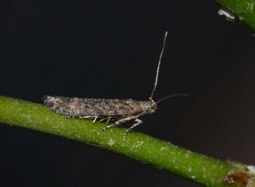 Tuta absoluta - Gelechiidae